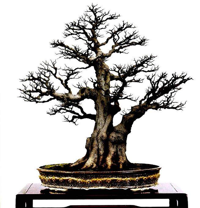 养护榕树盆景的八大注意事项！