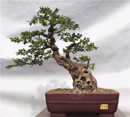 通过3个方法来提高自己的盆景欣赏能力!