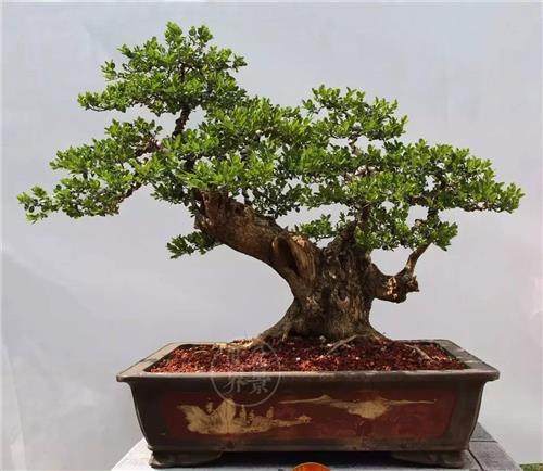 通过3个方法来提高自己的盆景欣赏能力!