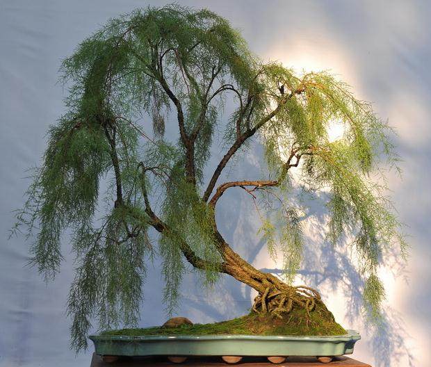 全国名家艺术精品博览会在武汉举行