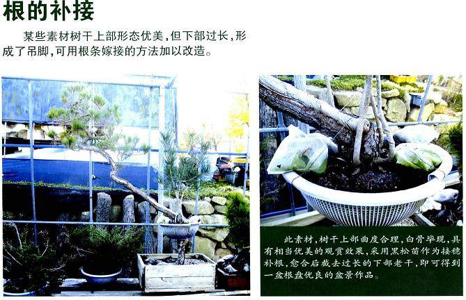 松树盆景的根条与枝条改造