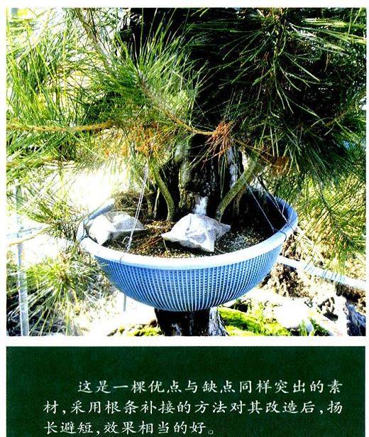松树盆景的根条与枝条改造