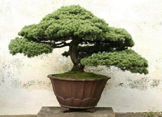 国内盆景大师来唐苑进行交流，更注重员工的培养