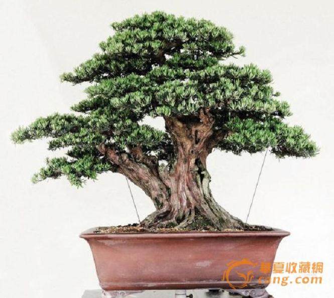 武汉解放公园盆景园