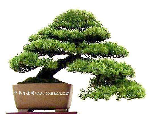 日本进境盆景中含多种有害线虫