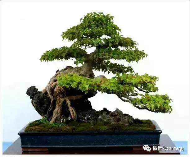 什么样的盆景桩才是好桩,看这四点就够了?