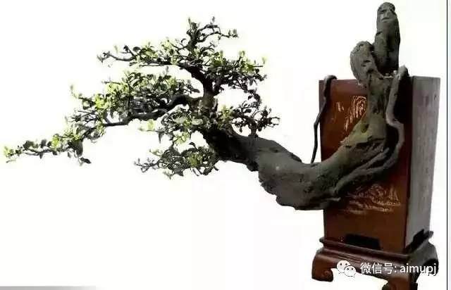 什么样的盆景桩才是好桩,看这四点就够了?