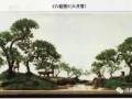 百看不厌的树桩盆景 体现的是盆景人的技艺和功力