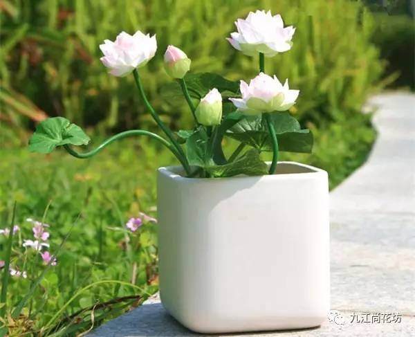 如你宛在水中央&mdash;&mdash;碗莲盆景？