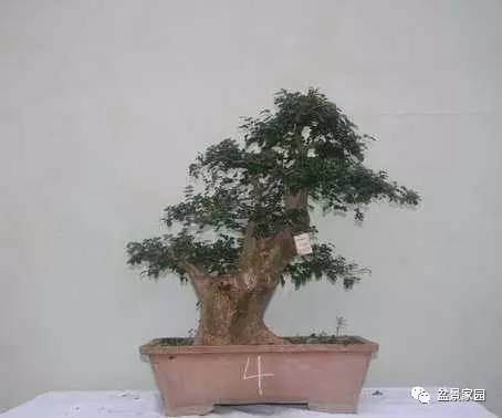 怎样用简易的办法测定盆景土壤的酸碱性？