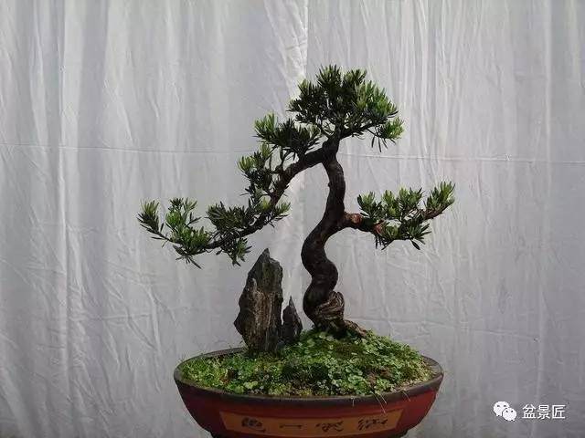 在培养树桩盆景中所施的主要肥料介绍