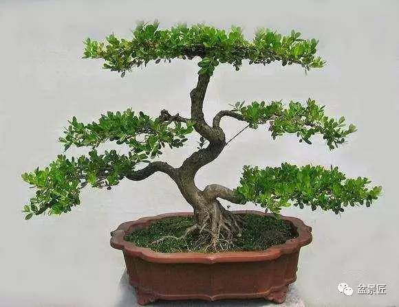 在培养树桩盆景中所施的主要肥料介绍