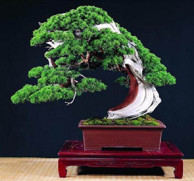 影响盆景制作的气候因素!