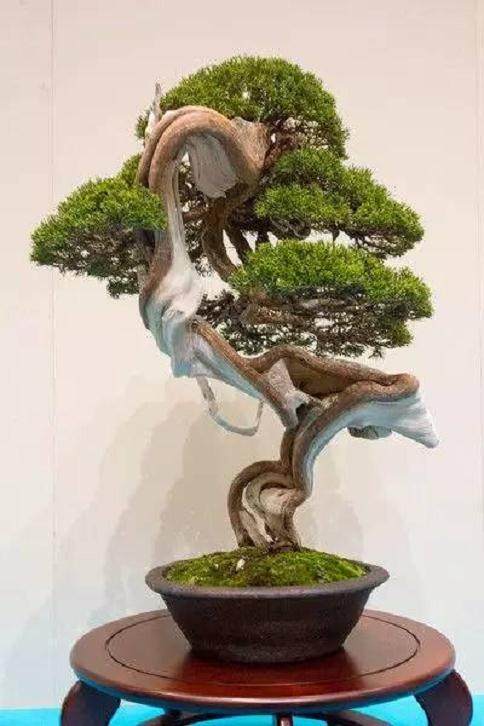 影响盆景制作的气候因素!