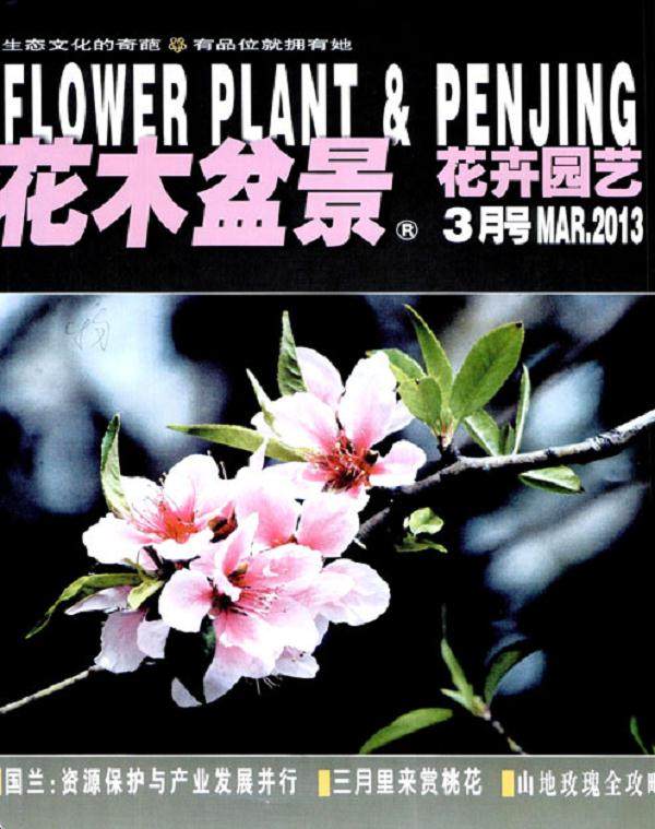 15年前,当我在盆友家看到《花木盆景》杂志时