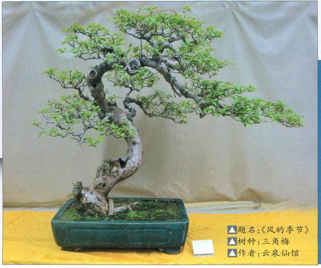 2014年&ldquo;香港盆景展&rdquo;在沙田公园隆重举行！