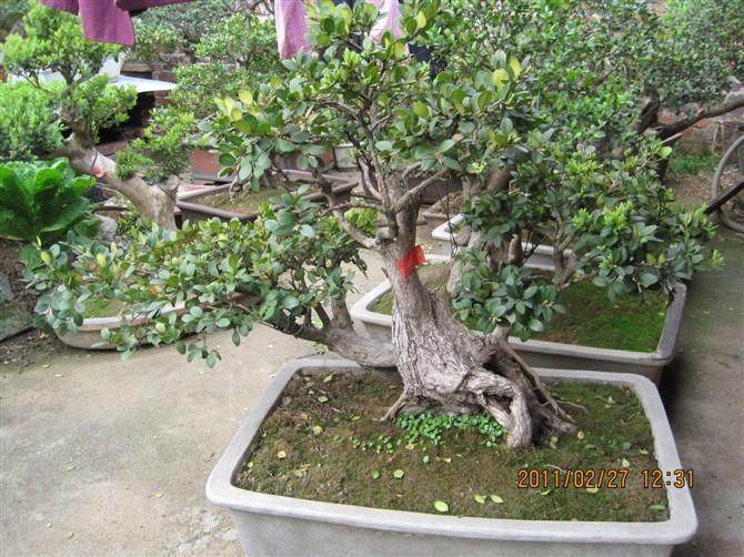 广西盆景艺术家协会会员大会在北海隆重召开