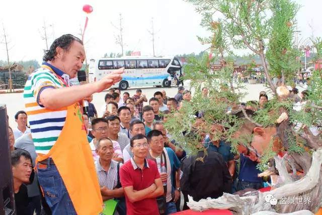 大师讲解崖柏盆景制作方法