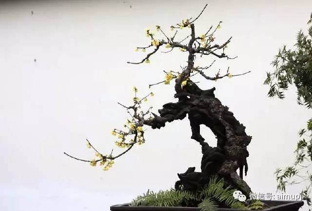 腊梅盆景的剪、肥、水、虫四个措施