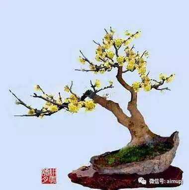 盆景腊梅开花后应注意些什么?