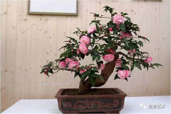 茶花盆景的人工整形与造型