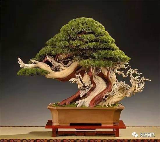盆景造型十二大原则