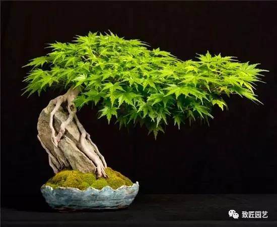 盆景造型十二大原则