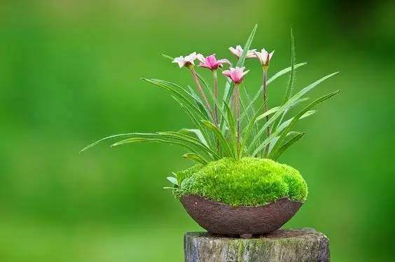 微型盆景的浇水与修剪造型