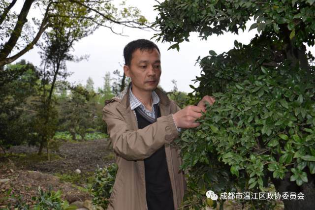 以川派盆景为特色 引领带动全区花木产业转型升级