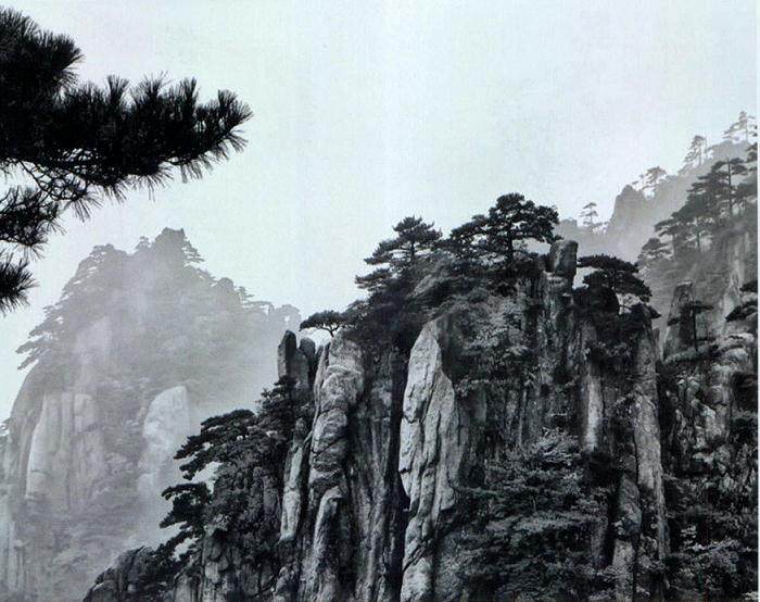 用松树代表了所有盆景的形态是不够的！