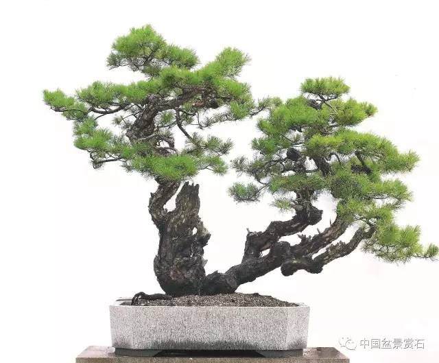 听韩学年聊大型盆景那些事儿