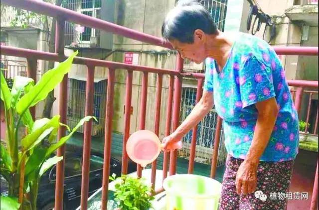让茉莉花盆景扮靓你的居住环境