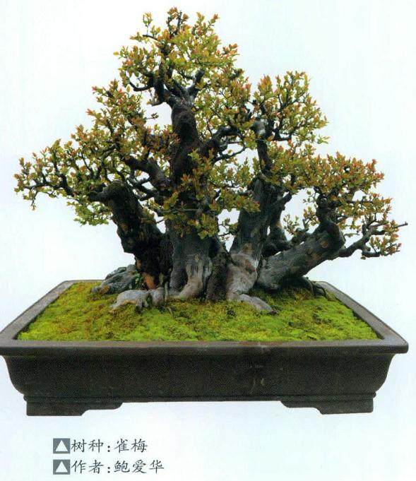 宁波市象山县盆景展在象山县石浦镇4A景区举办