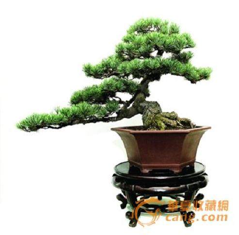 上世纪八十年代产生的媒体——《花木盆景》!