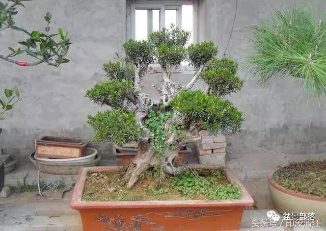 赤楠盆景的取材、造型及养护