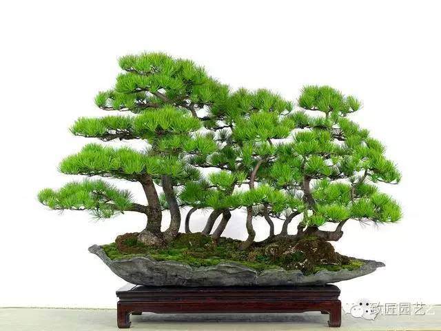 盆景养护与管理的6大原则