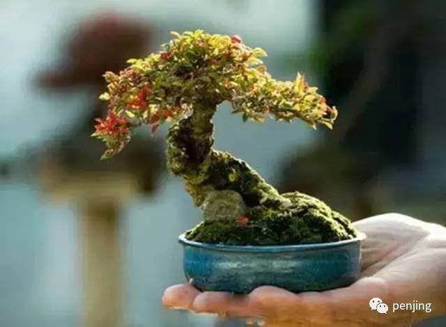 小微盆景上手的心得