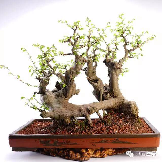 根连式树桩盆景欣赏