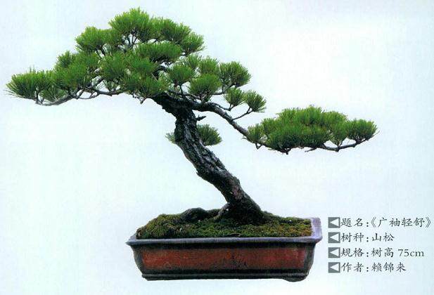 山松盆景的栽种与浇水