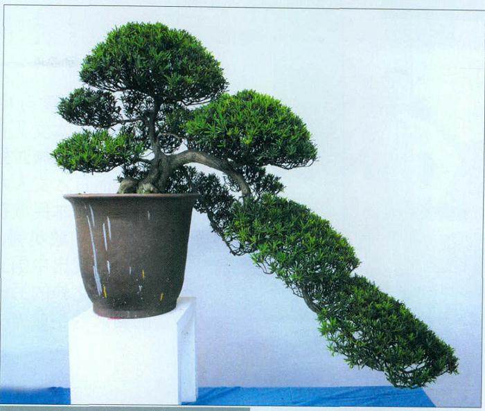 朱宝祥一生致力于通派盆景艺术的发展 30年心血