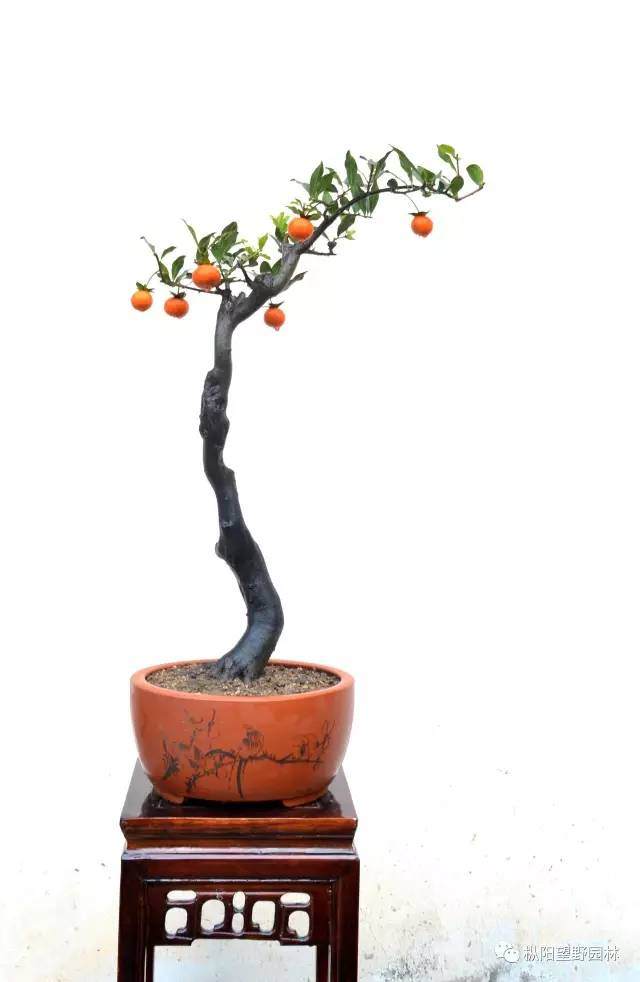 如何理性认识盆景经营业？