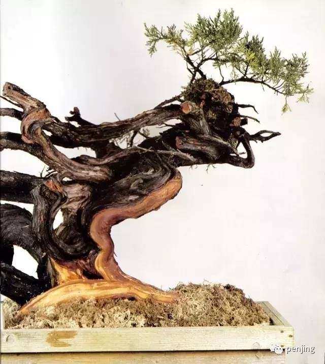 图解 木村正彦怎么真柏盆景11个过程