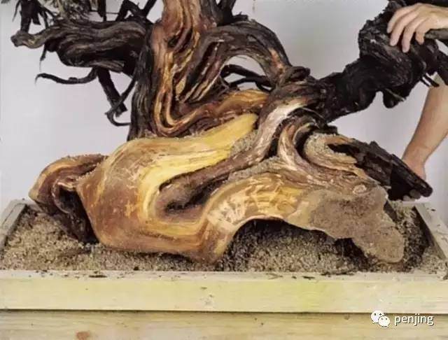 这株真柏盆景,正是让木村正彦声名大噪的名作