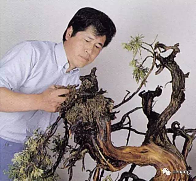 图解 木村正彦怎么真柏盆景11个过程