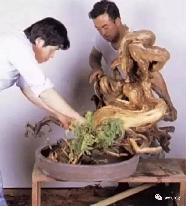 图解 木村正彦怎么真柏盆景11个过程