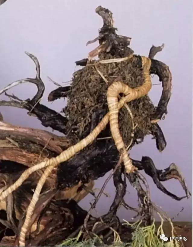 图解 木村正彦怎么真柏盆景11个过程