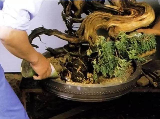 图解 木村正彦怎么真柏盆景11个过程