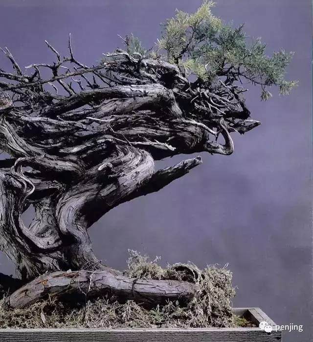 这株真柏盆景,正是让木村正彦声名大噪的名作