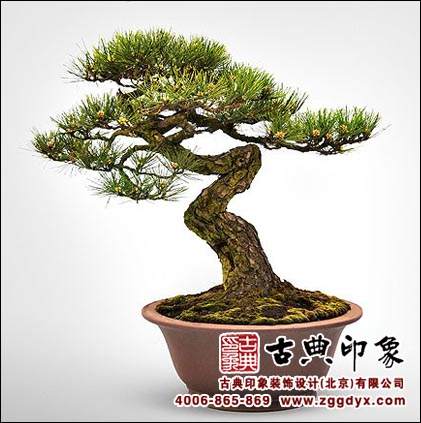 时隔10年广东再评盆景大师 60多名“玩家”中山古镇竞技