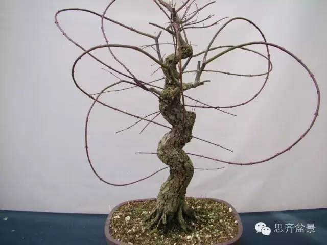 盆景嫁接技术之打孔穿接